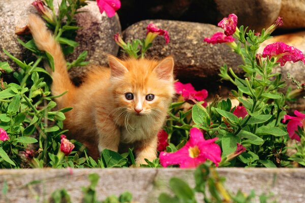 Un gattino rosso in un aiuola di fiori guarda timidamente dritto