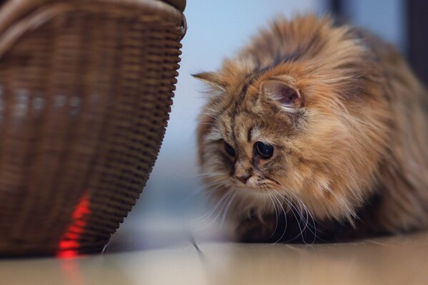 Un chat moelleux regarde avec suspicion le panier