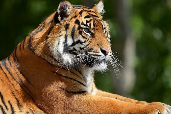 Temibile muso di tigre di profilo