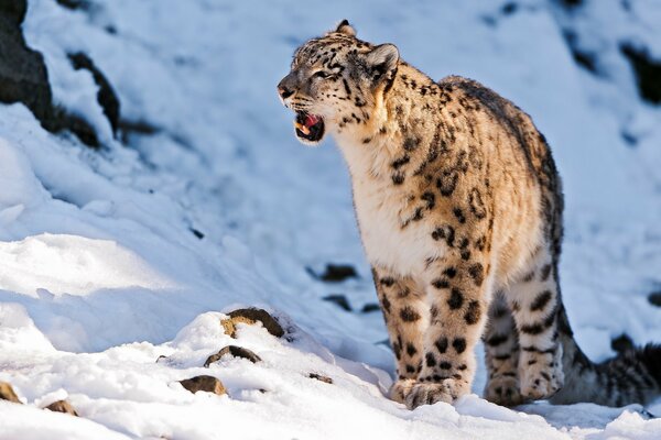 Ein Schneeleopard knurrt in den schneebedeckten Bergen