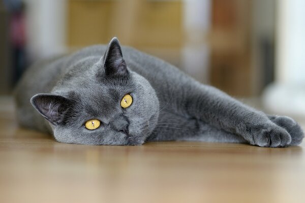 Un gato se acuesta y piensa en la vida