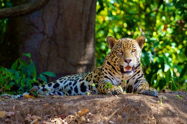 Jaguar leży z otwartymi ustami