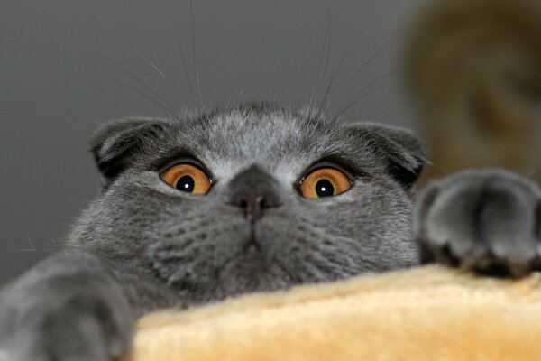 Kote Scottish fold Grey