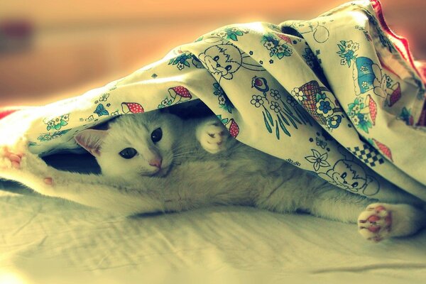 Gags, chat blanc couché sur le lit dans une couverture