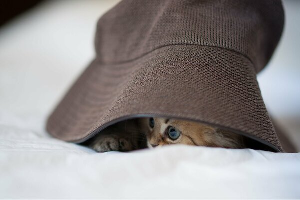 A kitten hides under a brown panama hat