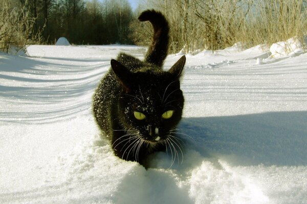 A cat in the snow walks through the forest