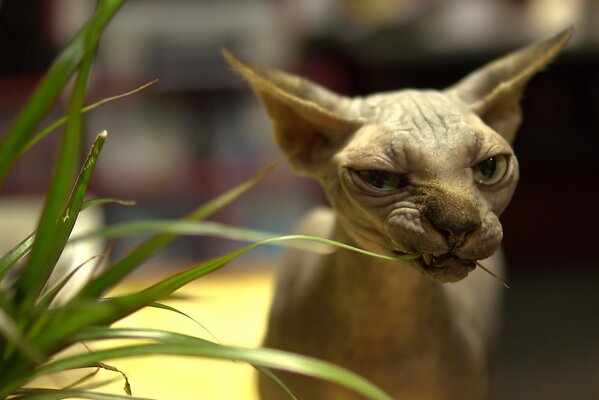 Canadian sphinx eats green grass