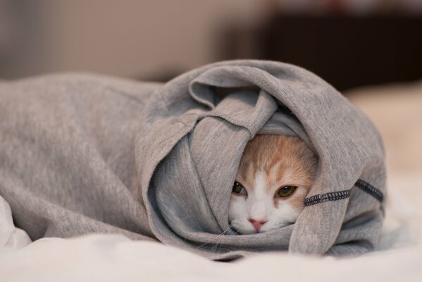 A cat wrapped in a rag