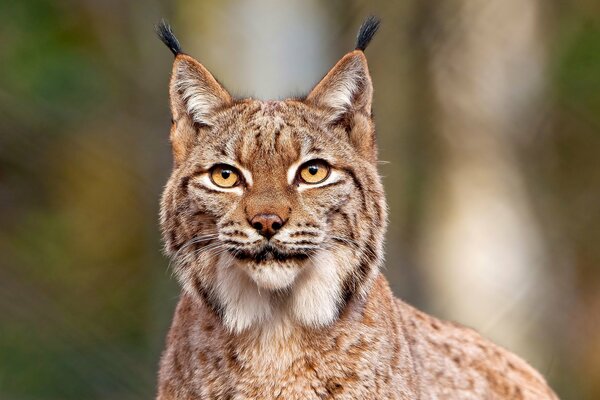 Hermoso lince de pie en el bosque