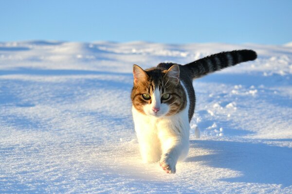 Le chat marche sur la neige blanche