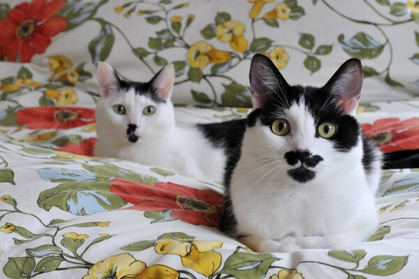 Schwarze weiße Katzen auf einer gemütlichen Decke