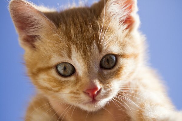 Petit chaton roux avec des yeux jaunes