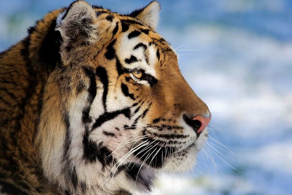 Beautiful tiger on the sky background