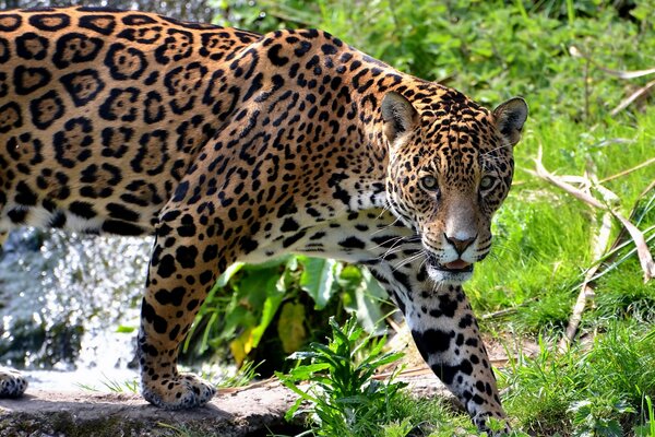 Eine große Katze. Gefleckter Jaguar