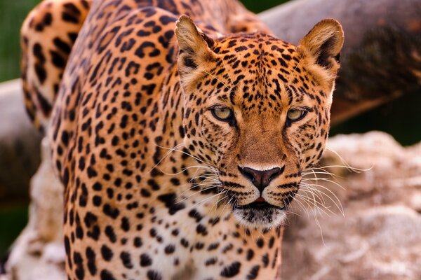 Beautiful leopard on the rocks