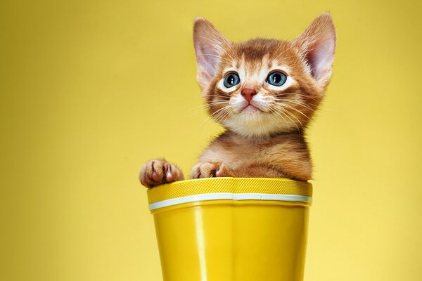 Gatito rojo en un cubo