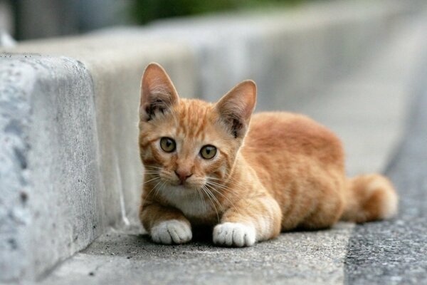 Gatto rosso si trova e guarda la strada