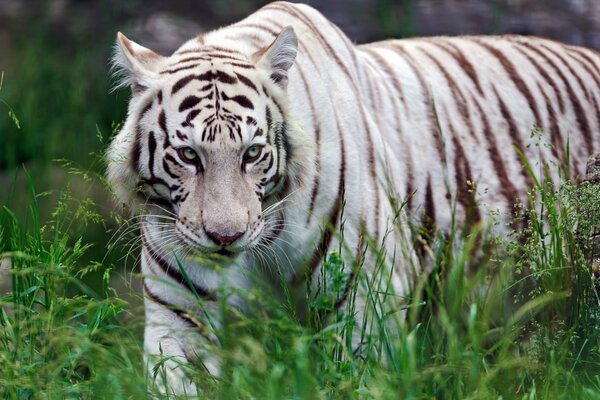 El tigre blanco sigue a su presa desde lejos