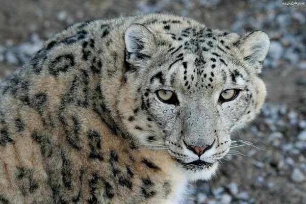 La mirada depredadora del leopardo de las Nieves