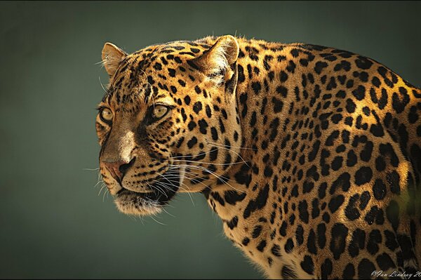 Räuberischer Leopard auf schwarzem Hintergrund