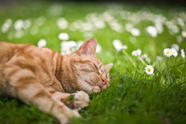 Die rothaarige Katze genießt im Sommer Gras