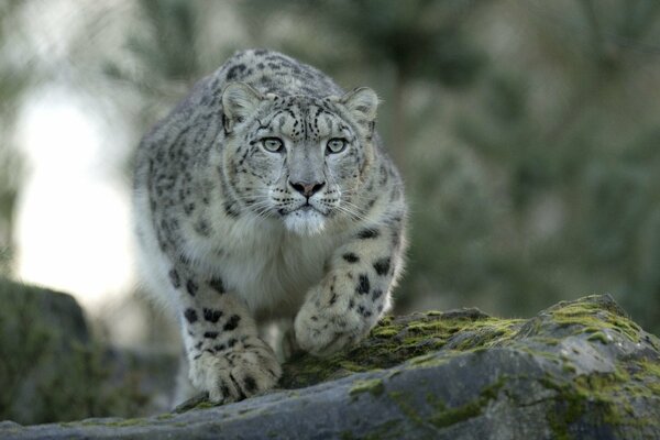 Schneeleopard versteckt sich im Wald