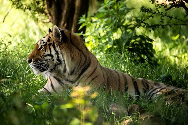 Majestic tiger in the forest on the grass