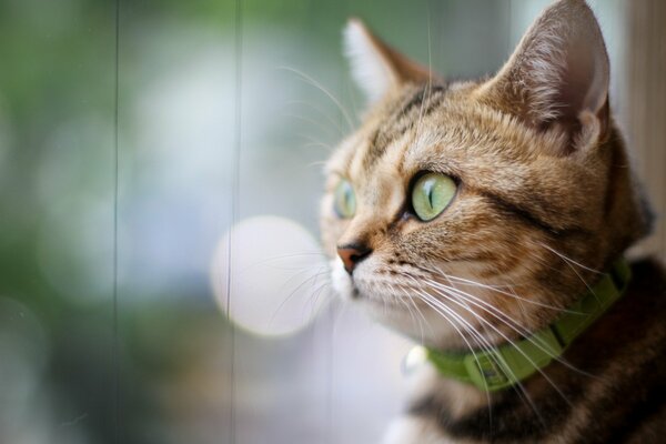 A green-eyed cat with a collar looks into the distance