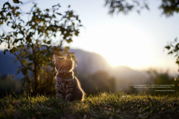 Il gatto sull erba oscura la luce