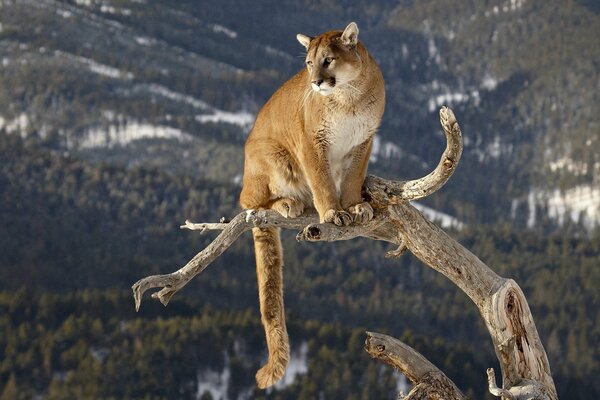 Göttlicher Puma auf einem Baum