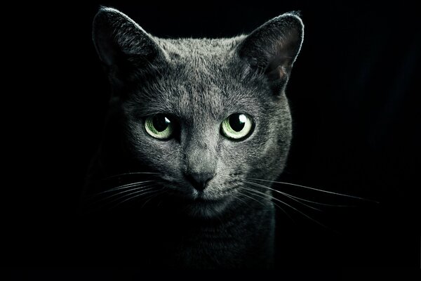 Regard sérieux de chat. Yeux verts