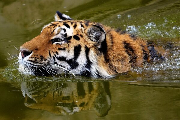 Tiger Schnurrbart hübscher Mann