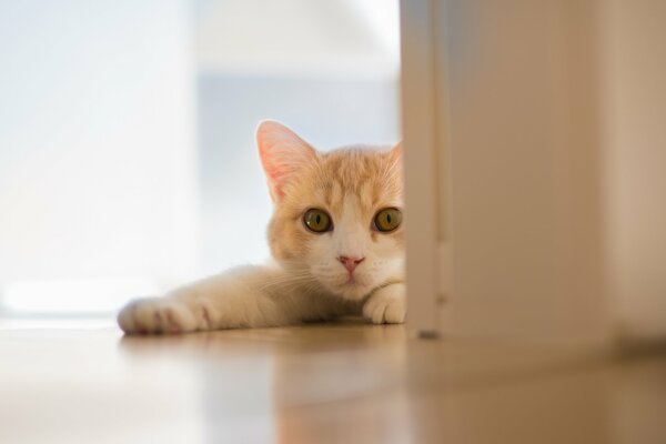 The cat stretched out its paws behind the door