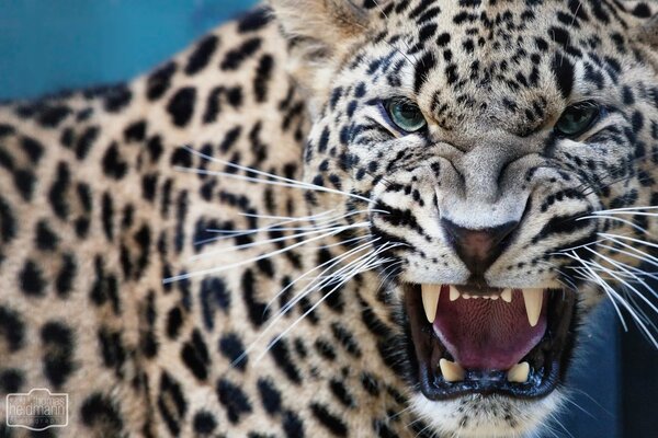 Il leopardo predatore mostra le zanne