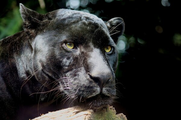 Räuberischer Panther ruht sich auf Hündin aus