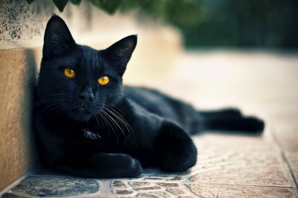 Photo of a black cat on the street