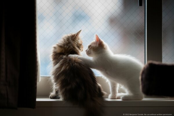 Dos gatitos peludos en la ventana