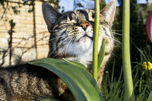 Chat gris se prélassant au soleil dans l herbe