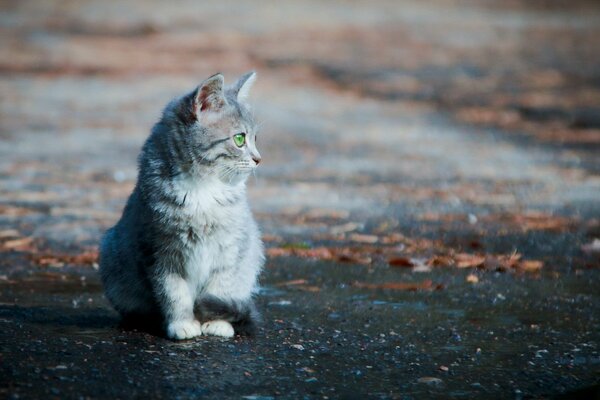 Die Katze wartet auf den Besitzer auf der Straße