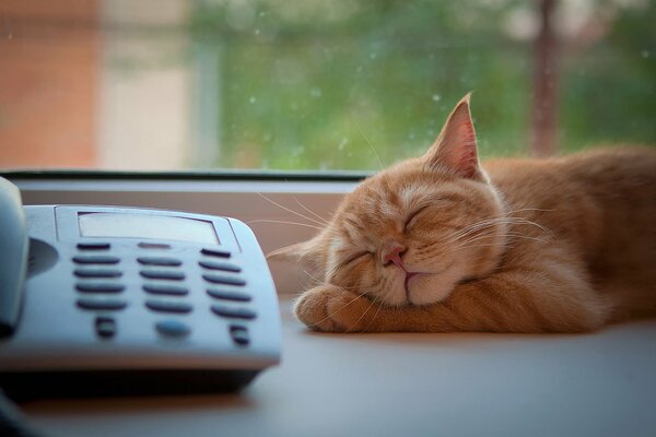 Chat Rousse mignon dort sur la fenêtre