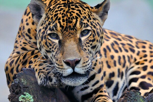 An adult jaguar lies impressively on the rocks