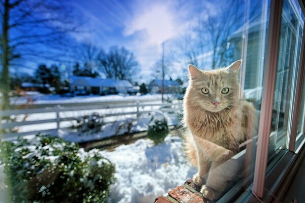 Die Katze sitzt im Winter vor dem Fenster