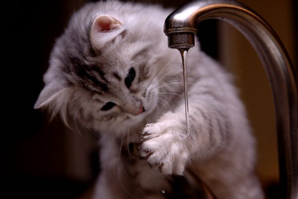 A kitten plays with a jet of water