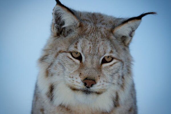 Sguardo meditabondo di una bella lince