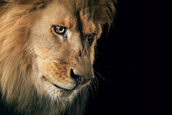 Un León con una mirada descarada Mira