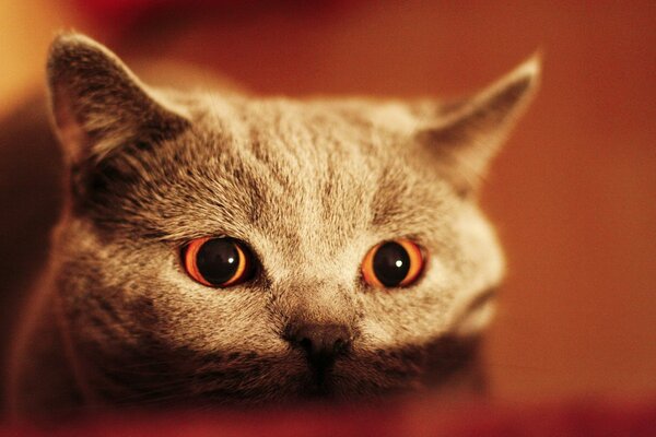 Grey cat with beautiful eyes