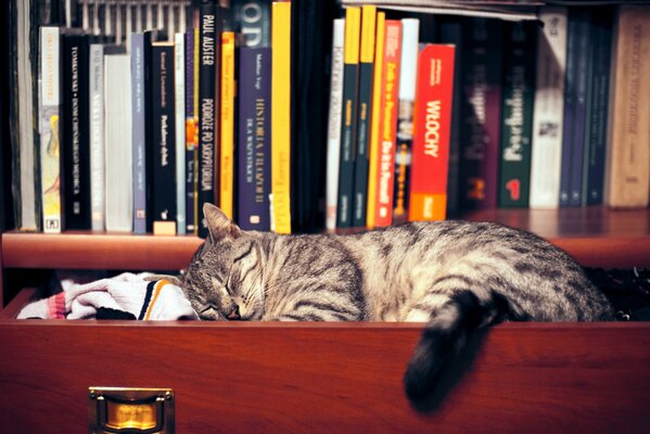 Un gato durmiendo en una Caja. Libros en el armario