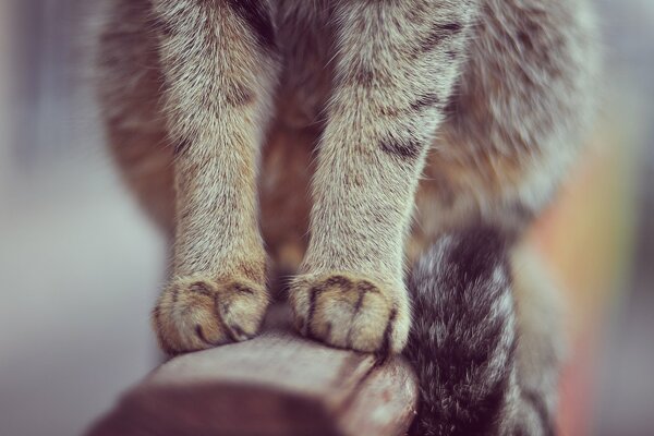 Gato en la barandilla. El gato tiene patas grises y una cola rayada