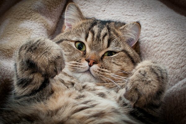 A very funny beautiful striped cat. The striped cat is lying on its back