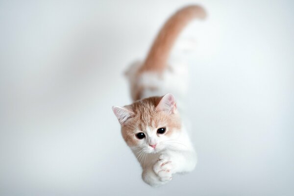 Redhead gatto caccia nel salto